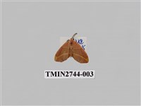 藏品(尺蛾300)的圖片